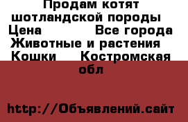 Продам котят шотландской породы › Цена ­ 2 000 - Все города Животные и растения » Кошки   . Костромская обл.